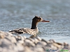 Uccelli anseriformi 11 - Smergo minore.jpg